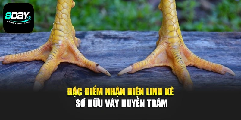 Đặc điểm nhận diện linh kê sở hữu vảy huyền trâm