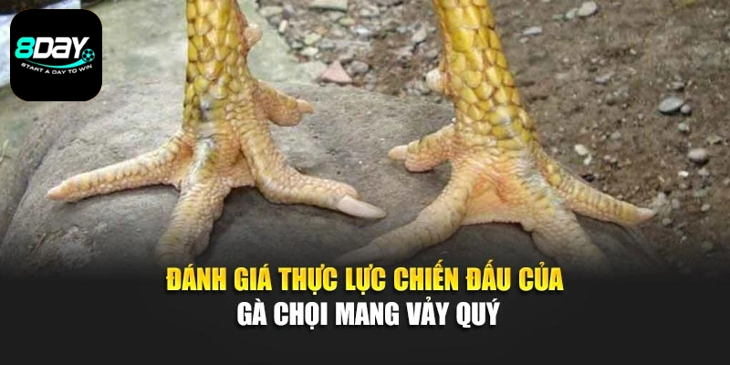 Đánh giá thực lực chiến đấu của gà chọi mang vảy quý